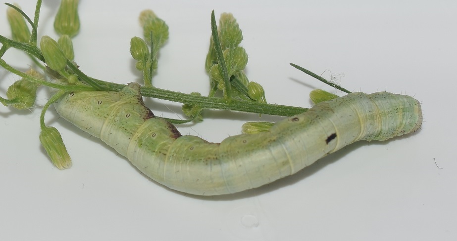 Bruco di Geometridae: Ascotis selenaria